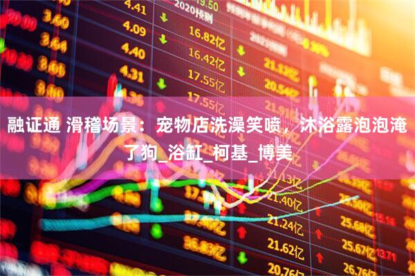 融证通 滑稽场景：宠物店洗澡笑喷，沐浴露泡泡淹了狗_浴缸_柯基_博美